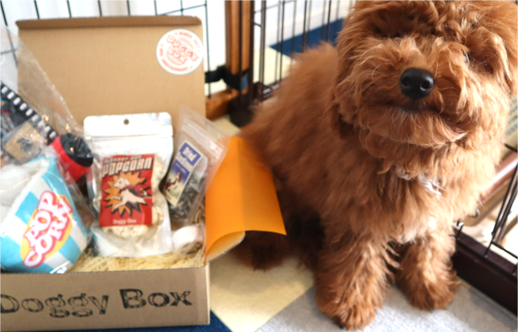 Doggy Box(ドギーボックス)の11月のご紹介！！  うちのトイプードルが関西弁で話しかけてくるんです